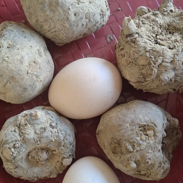 高产云南新鲜现挖魔芋种黑杆花魔芋苗种球脱水消毒二代批发包邮