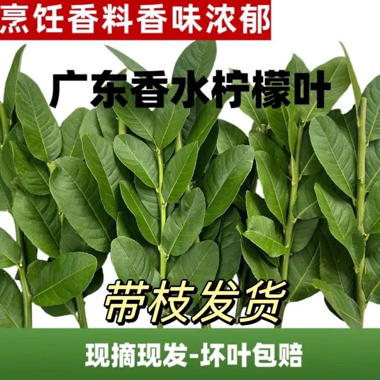 新鲜柠檬叶枝条带刺香水中西餐香料冬阴功汤佐料泰式香水柠檬叶
