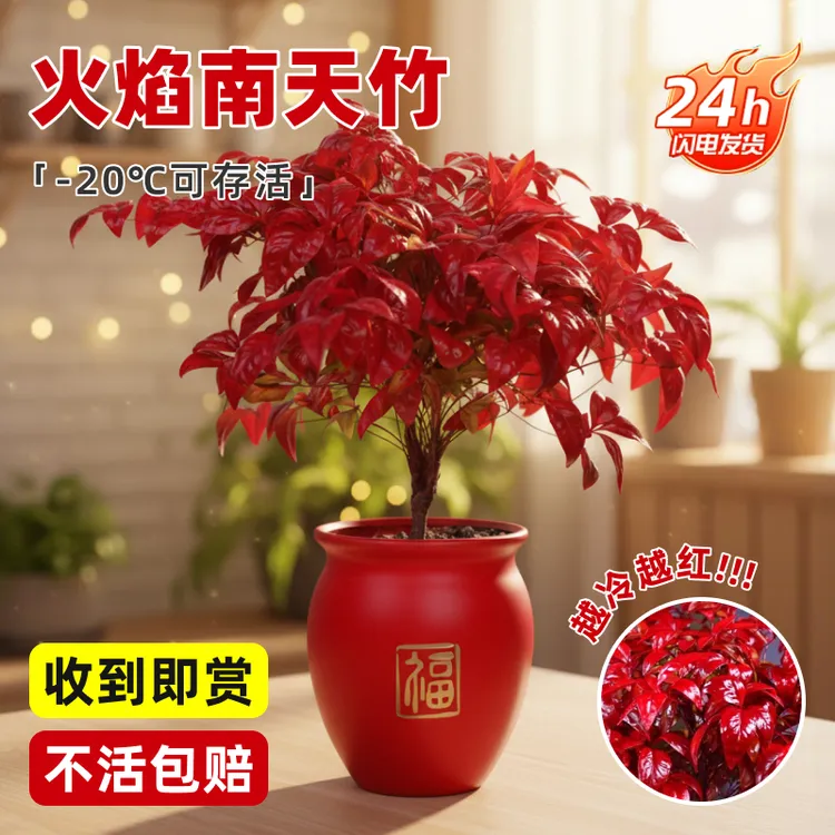 【越冷越红】大盆火焰南天竹盆栽室内外绿植耐寒植物好养花卉年宵盆