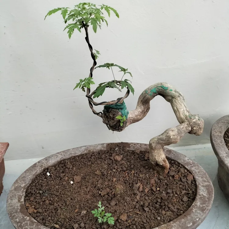 优质高山小叶黄荆盆景素材生桩打造独特景观之选