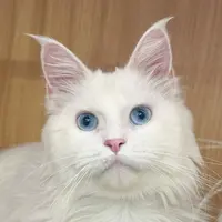 来了姊妹-纯白蓝眼缅因猫-妹妹-17