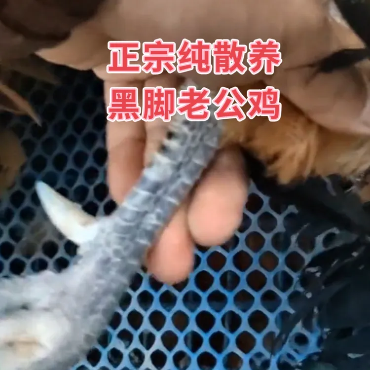 正宗农家散养黑脚老公鸡土鸡新鲜现杀净膛发货
