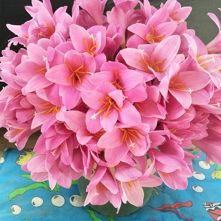 风雨兰种球韭兰种球庭院阳台盆栽花卉绿植耐热耐寒四季种植