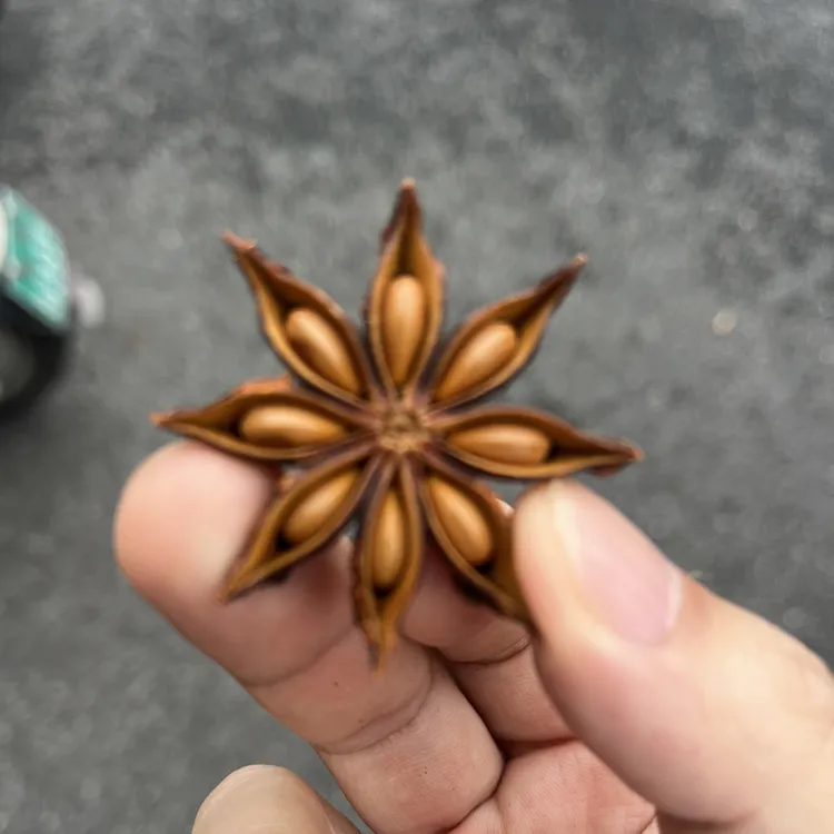 广西正宗大红八角大料无硫纯干香味浓郁卤菜炖菜调味料