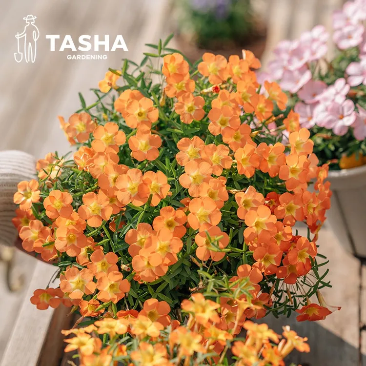 塔莎的花园酢浆草种球爆花好看球根好养三叶草炸浆草