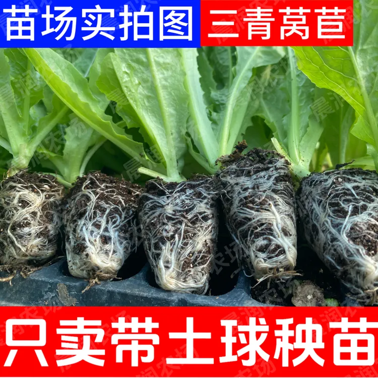 抗寒浓香型三青莴苣苗莴笋苗秧苗苗场直销四季种植