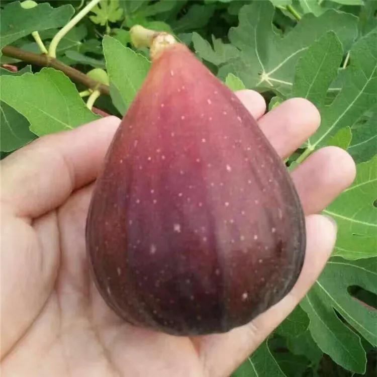 无花果树苗，好成活，易管理（偏远地区不包邮）送肥料，三个月售后！！！