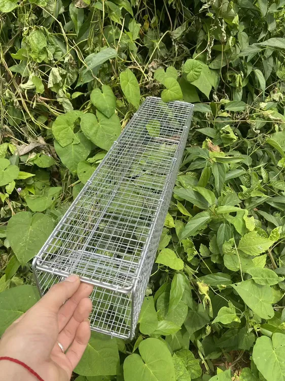 新款包边加粗铁丝笼折叠户外虫笼防蛇笼老鼠笼鹌鹑养殖笼