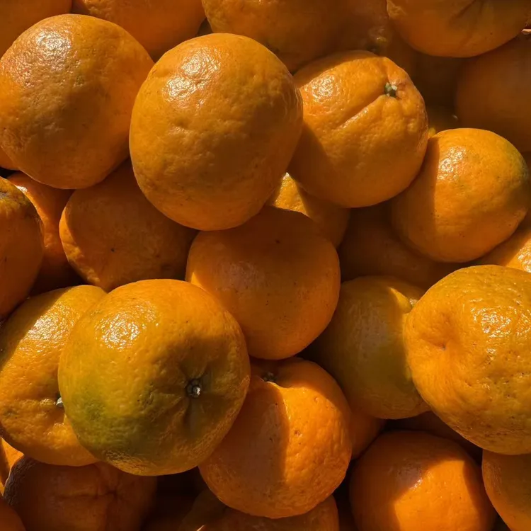 湖南湘西椪柑应季新鲜水果现摘产地直发多汁香甜