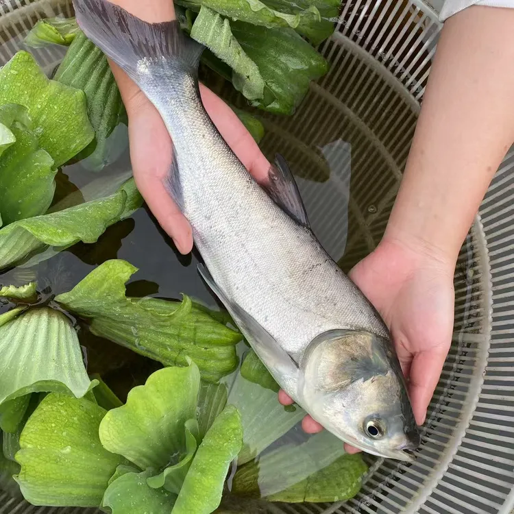 白鲢  水族活体   重庆发货  观赏鱼