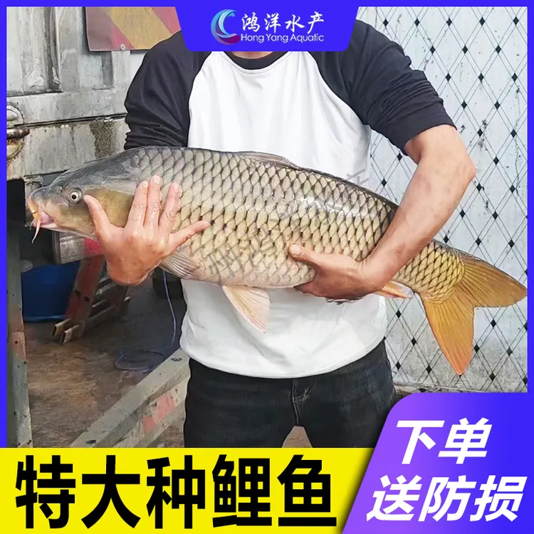 大种鲤鱼 建鲤鱼苗 丰鲤 稻田鲤鱼冷水鱼批发淡水养殖包邮包活