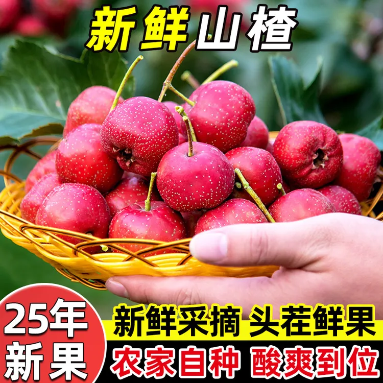 山东大金星山楂鲜果当季新鲜水果山楂果糖葫芦原料产地直发酸甜