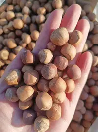 东北野生熟榛子开口薄皮仁满香甜营养坚果炒货零食