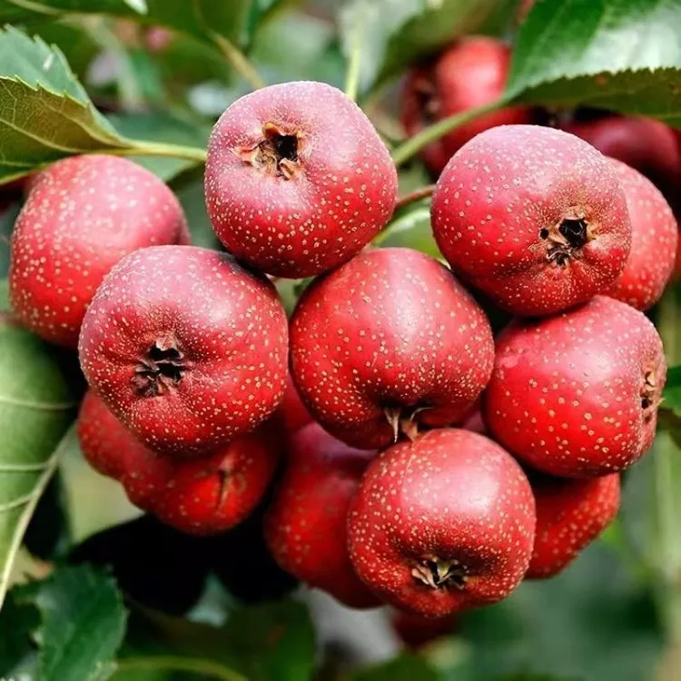 嫁接大金星山楂果树苗南北方庭院种植山楂树苗地栽盆栽耐寒山楂苗