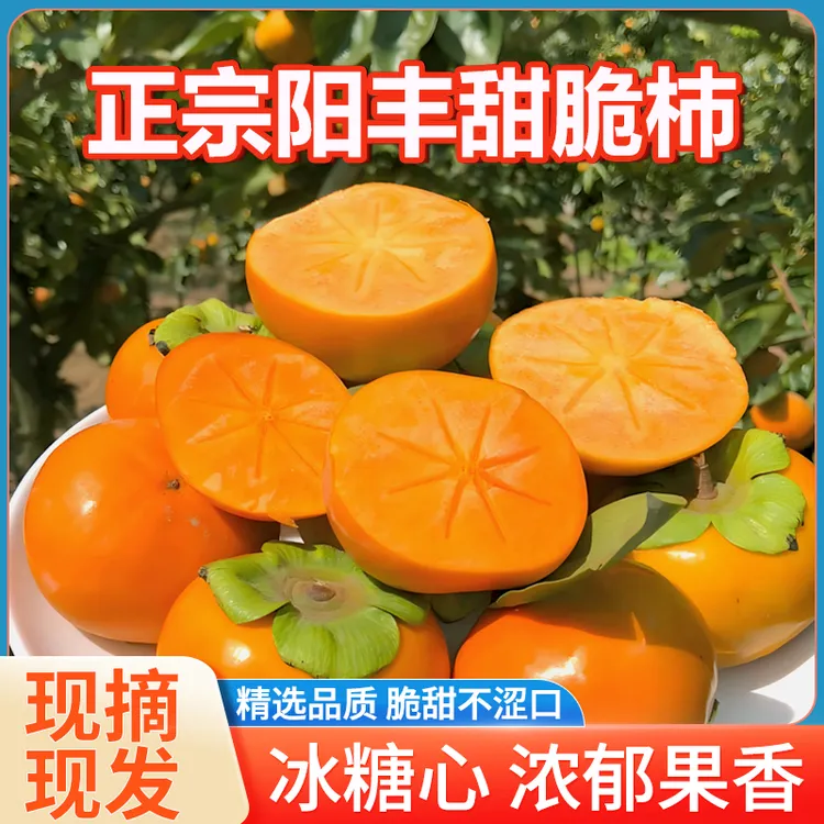 喵叔源选正宗陕西阳丰甜脆柿新鲜当季孕妇水果脆甜果园现摘直发