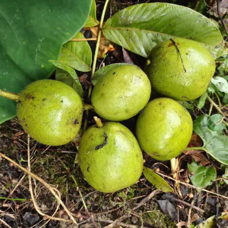 大凉山早熟老树核桃脆油香味新鲜湿核桃