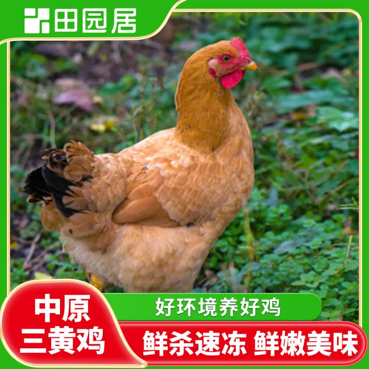【田园居】皖北三黄鸡 3只装
