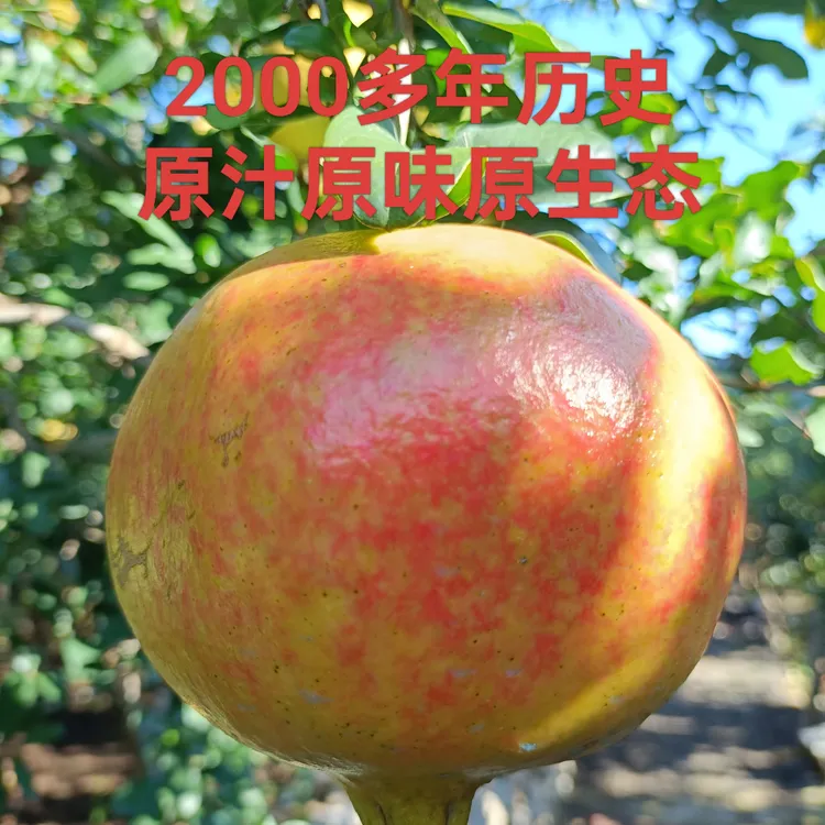 果园直发枣庄石榴本地大青皮新鲜采摘当季水果饱满多汁整箱包邮