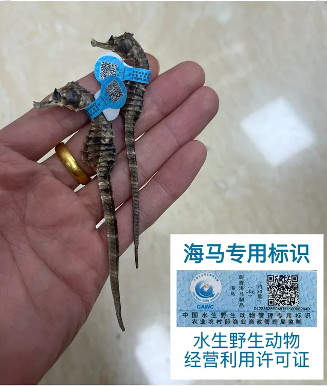 正品海马 公母搭配