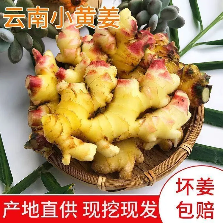【隐藏寺小伙】云南当季新鲜小黄姜嫩姜泡姜仔姜辛辣多汁