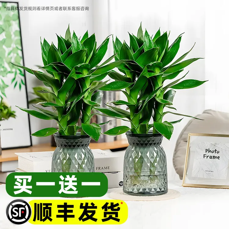 【买一送一】水培观音竹富贵竹水养绿植室内盆栽四季常绿好养易活