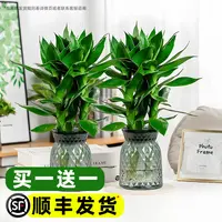 【买一送一】水培观音竹富贵竹水养绿植室内盆栽四季常绿好养易活
