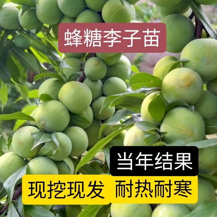 矮化蜂糖李子树苗盆栽地栽南方北方栽种脱骨奈李清脆爽口