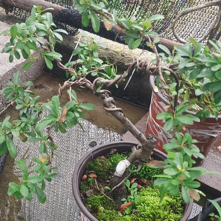 黄果火棘熟桩火棘盆景素材阳台盆栽办公室客厅摆件