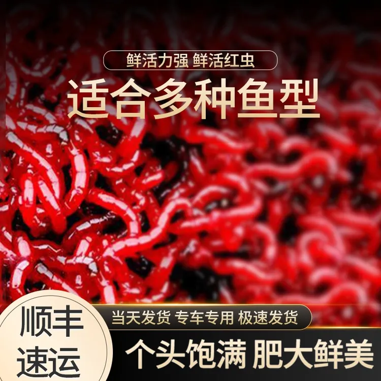 鲜活红虫活饵拉饵特大号公虫活体活饵喂鱼鲫鱼饵野钓黑坑饵料钓鱼