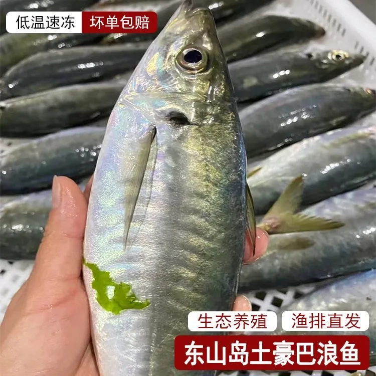 东山岛养殖巴浪鱼5斤10-11条现捕现发养殖巴浪鱼军曹鱼批发鲈鱼