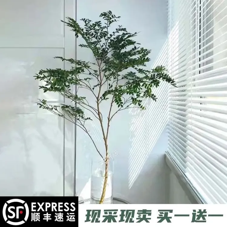 顺丰美男树水培绿植办公室内客厅装饰植物马醉木吊钟平替买一送一