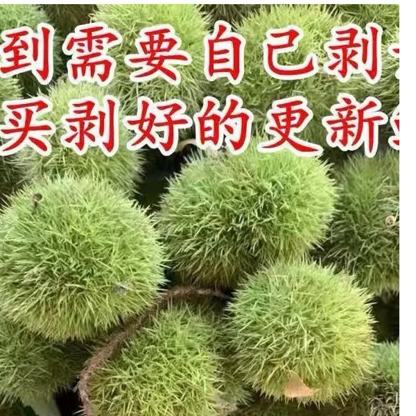 新鲜嫩板栗湖北罗田栗子带刺球发货5斤嫩栗子生吃脆甜花壳现摘发