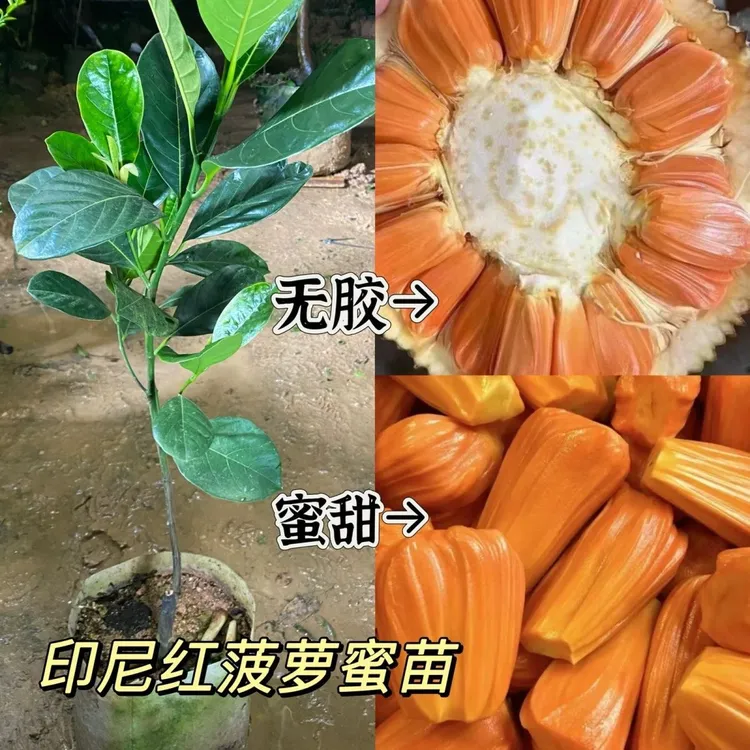 四季印尼红肉菠萝蜜苗干包脆甜榴莲蜜苗原土球杯苗