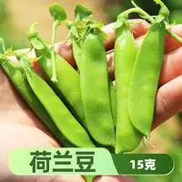 耐寒荷兰豆种子春秋两季播种搭架紫花大荚荷兰豆种籽一米到一米二