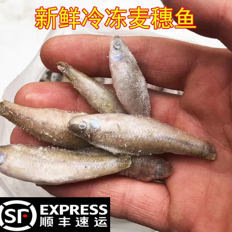 冷冻麦穗鱼龙鱼虎鱼饲料新鲜鱼食增色喂鱼小鱼虾段