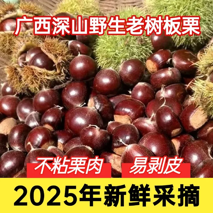 正宗板栗新鲜批发2025年新货毛栗子广西野生老树生板栗甜糯油栗子