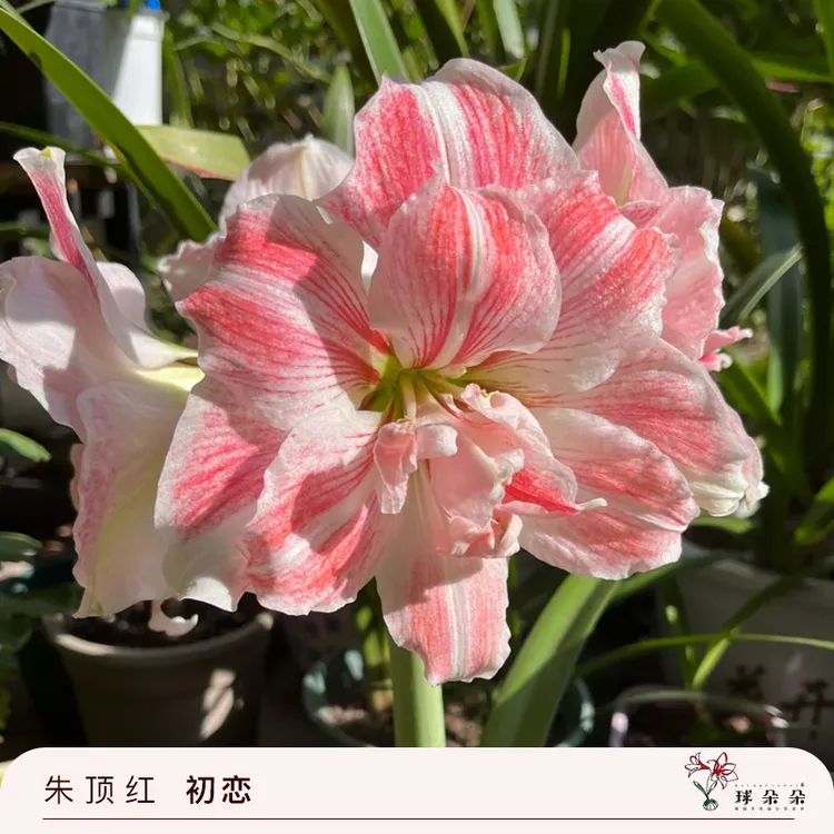 球朵朵朱顶红种球初恋2球现货重瓣多年生易爆花妇女节