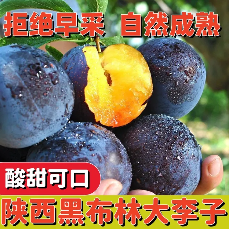 陕西周至现摘黑布林李子新鲜3/5斤酸甜当季水果软硬两吃