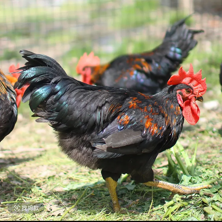 活体包邮 宠物鸡 红冠黑凤土公鸡 【均重4斤】