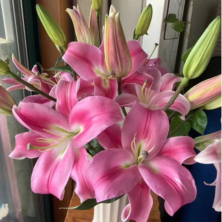 普拉芬多百合个别顶包不上色属于正常1单发普通快递任意2单发顺丰