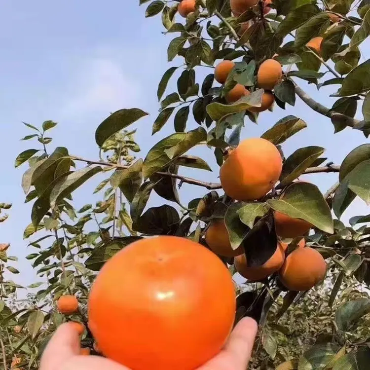 直播间一物一拍 各种果树苗造型盆景绿植