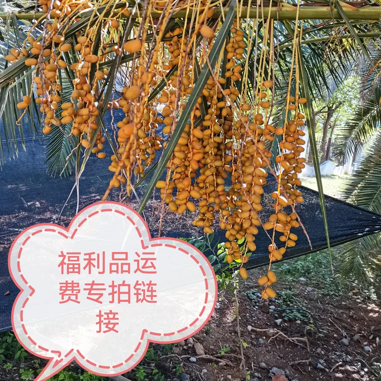 福利品 云废专拍链接