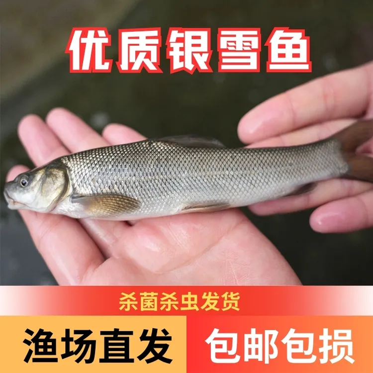 【活体】银雪鱼（4-16厘米）大型草食性鱼观赏鱼淡水鱼冷水鱼