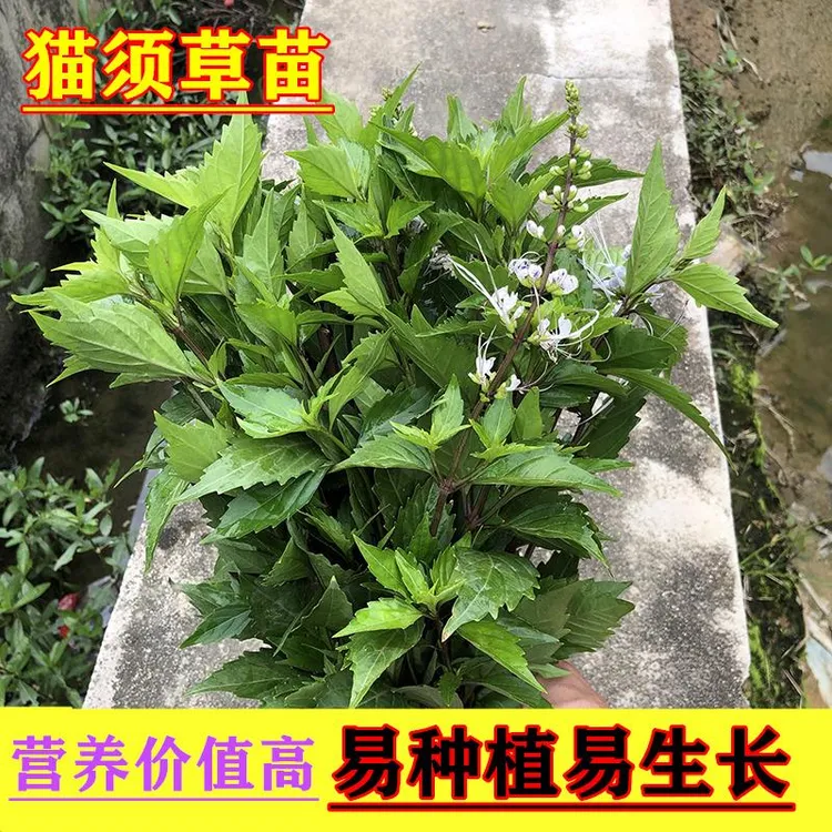 中草药猫须草  新鲜猫须公绿植猫须草苗盆栽时令草本正宗药材苗