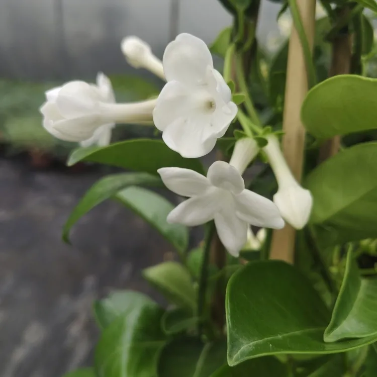 马达加斯加茉莉盆栽爬藤植物阳台庭院耐高温花卉多季开花花香浓郁