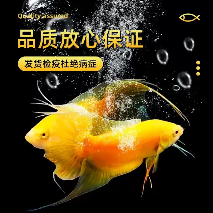 中国活鱼黄金斗鱼鲜活招财鱼观赏鱼好养耐活包邮金色小鱼金鱼