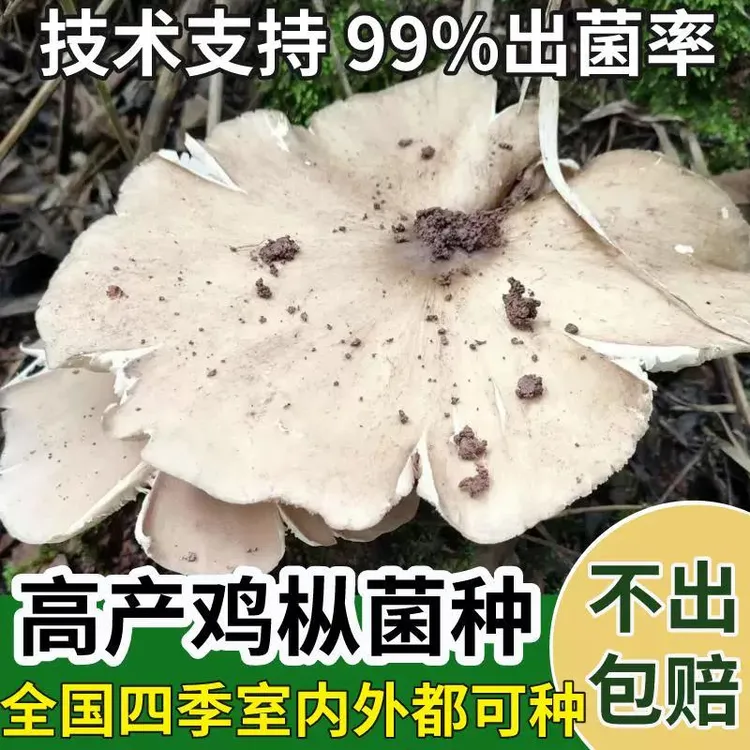 正宗野生鸡枞菌菌种家种云南伞把菇三塔菌夏至菌居家可种食用菌种