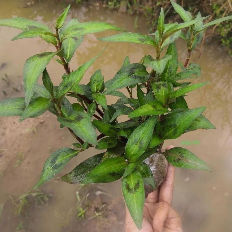 广西辣柳苗香辣蓼苗新鲜鱼香菜苗香料罗勒越南香菜带土发货