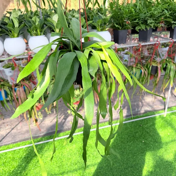 小叶昙花长款盆栽室内阳台庭院四季好养易活植物