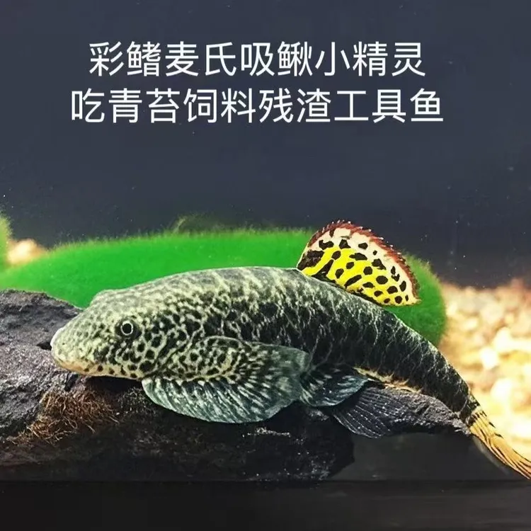 冷水清道夫麦氏吸鳅爬岩鳅鱼淡水观赏鱼溪流原生鱼除藻工具琵琶鱼
